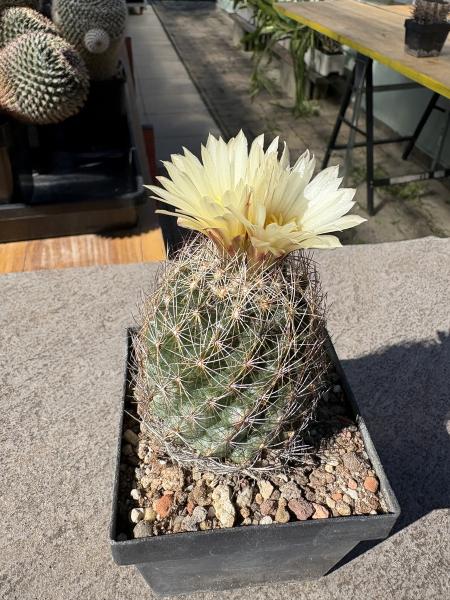 Coryphantha spec.